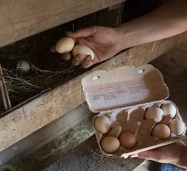 Collecting Eggs in Royal Spring Village