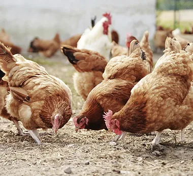 Form - Royal Spring Village