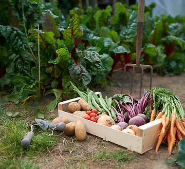 Your home-grown vegetables Royal Spring Village