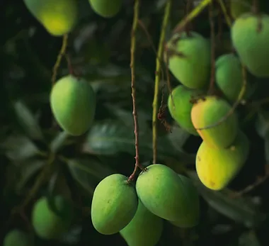 Fruits in Royal Spring Village